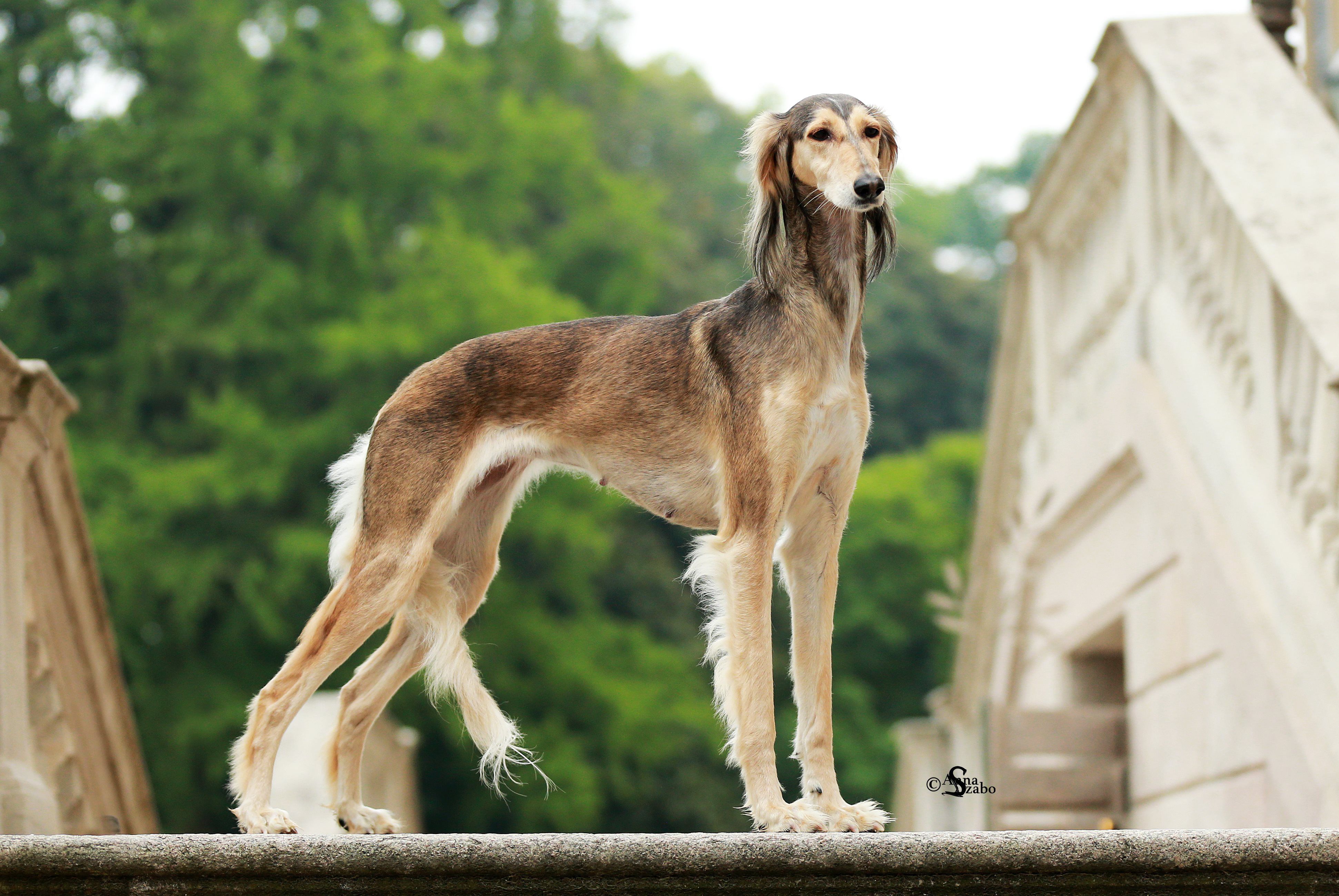 Saluki - levriero persiano